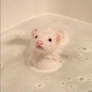 Meet your Posher, Jake